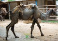 A camel shedding its hair