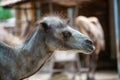 Portrait of a shedding camel head in profile