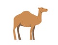 Camel, ship of desert. Flat vector illustration. Isolated on white background. Royalty Free Stock Photo
