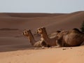 Camel the ships of the desert Royalty Free Stock Photo