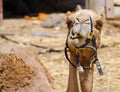 A camel at the `Ships of the Desert` resort in the Israeli negev Royalty Free Stock Photo