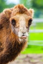 Camel shows his tongue Royalty Free Stock Photo
