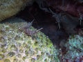 Camel Shrimp hiding in a rock on a coral reef in Malapascua Island Royalty Free Stock Photo