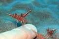 Camel Shrimp Cleaning a Finger Nail Royalty Free Stock Photo