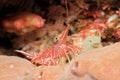 Camel Shrimp on Reef Royalty Free Stock Photo