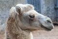 A camel in the Siberian zoo. Camel's head close-up. Long camel hair. Camels are large animals adapted to live in arid Royalty Free Stock Photo