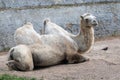 A camel in the Siberian zoo. Camel's head close-up. Long camel hair. Camels are large animals adapted to live in arid Royalty Free Stock Photo