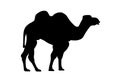 Camel sign