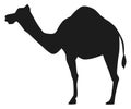 Camel silhouette. Black desert animal icon. Caravan symbol Royalty Free Stock Photo