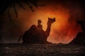Camel silhouette in Pushkar Royalty Free Stock Photo