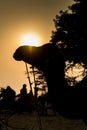 Camel silhouette at the Pushkar Fair, India Royalty Free Stock Photo