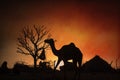 Camel silhouette in Pushkar,Mela