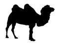 Camel silhouette