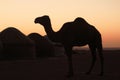 Camel silhouette