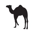 Camel Silhouette