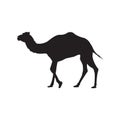 Camel Silhouette