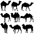 Camel Silhouettes