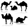 Camel silhouettes