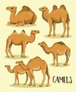 Camel Silhouettes set Royalty Free Stock Photo