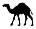 Camel simple graphic icon. Black arabic sign isolated on white background. Camel symbol of desert. Vector illustration