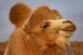 A camel in Sinkiang, China