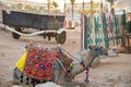 A camel sits on the sand on a beach in egypt