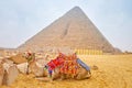 The lonely camel in Giza Necropolis, Egypt