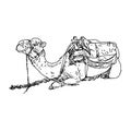 Camel sitting down with covered shoulders linework