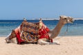 Camel is sitting at egyptian beach Sharm El Naga, beautiful blue sea and sky Royalty Free Stock Photo
