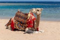 Camel is sitting at egyptian beach Sharm El Naga, beautiful blue sea and sky Royalty Free Stock Photo