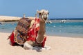 Camel is sitting at egyptian beach Sharm El Naga, beautiful blue sea and sky Royalty Free Stock Photo