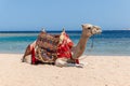 Camel is sitting at egyptian beach Sharm El Naga, beautiful blue sea and sky Royalty Free Stock Photo