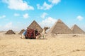 Camel sitting in front of Great Pyramids of Giza in Egypt. Pyramids against a bright blue sky Royalty Free Stock Photo