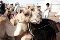 Camel is sitting on his knees, desert in United Arab Emirates, Abu Dhabi, January, 2019