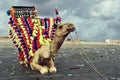 Camel sitting on the sand at clifton beach, Karachi,