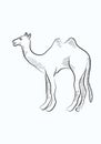 Camel sketch
