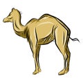 Camel sketches in color and lines isolated on white background. Royalty Free Stock Photo