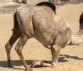 camel with skin carving in rohi desert Royalty Free Stock Photo