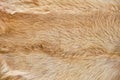 Camel skin texture, beige color, close-up. Brown camel wool background. Texture of their hair African animal