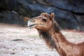 A camel slowly strolls along in early morning