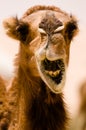 Camel Smile Royalty Free Stock Photo