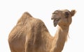 Camel smile Royalty Free Stock Photo