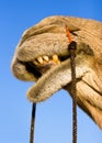 Camel smile Royalty Free Stock Photo