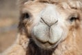 Camel smile close up Royalty Free Stock Photo