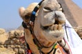 Camel smiling Royalty Free Stock Photo