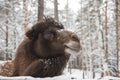 Camel snow winter on the farm in Siberia Royalty Free Stock Photo