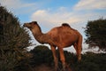 Camel somewhere in Africa