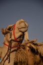 Camel