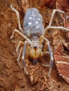 Camel spider Royalty Free Stock Photo