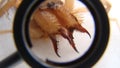 Camel spider as a pet. Exotic vet examines a sun spider `s fangs, Biologist.